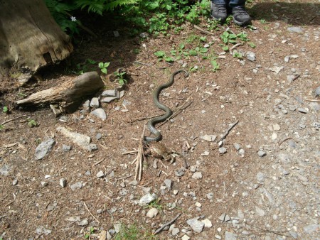 Eine Ringelnatter mit zu großen Frosch